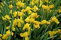 virag_3